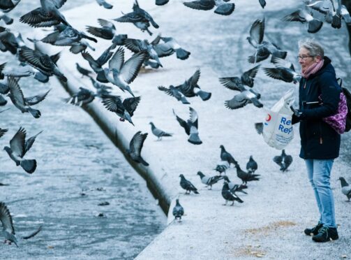A woman feeds the pigeons beside the pond in Glasgow’s Queen’s Park which has frozen over amid plunging temperatures