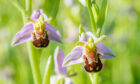 Bee orchids grow insect-shaped flowers to lure males