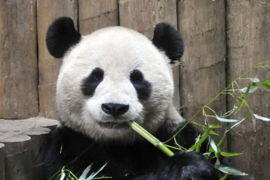 Yang Guang eats bamboo at Edinburgh Zoo