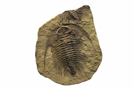 Fossils such as this trilobite on a sediment plate help scientists unlock the secrets of life on earth