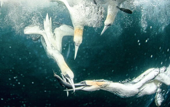 Great Skuas dive 
for fish.