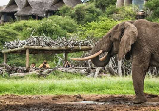 A resident elephant at Ol Donyo lodge.