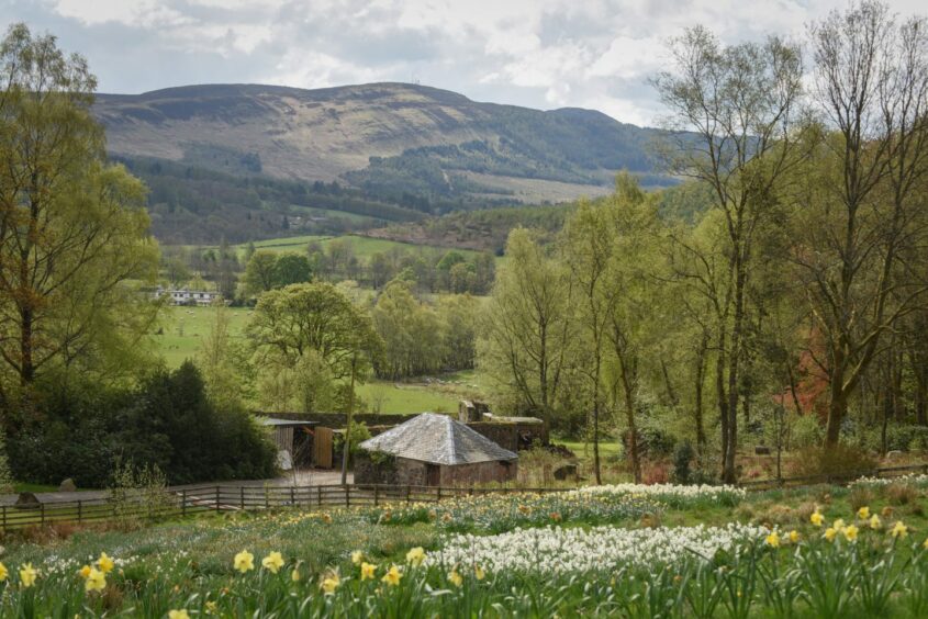 a field of flowers look out over mountains, part of many things to see and do in Callander