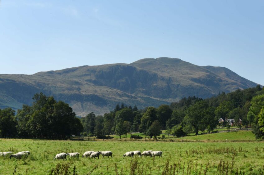 a mountain looms over sheep grazing on a field in the Scottish Highlands, part of things to see and do in Callander