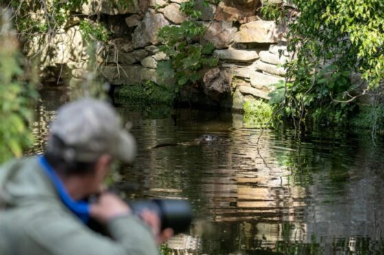 Edinburgh-based nature photographer Ross Lawford monitors and photographs the otters on Water of Leith