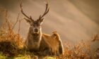 A stag takes a rest in an autumnal Glen Coe.