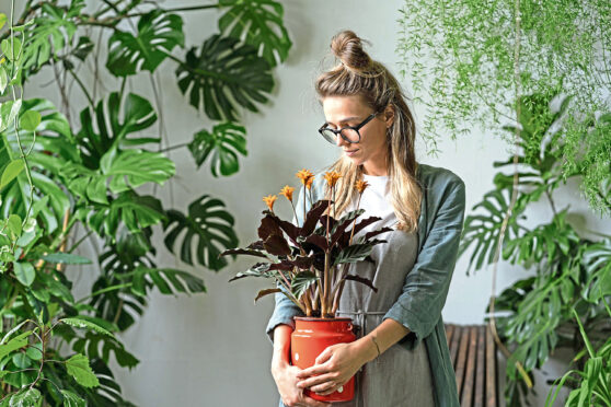 A variety of plants will brighten up your home, and improve your health