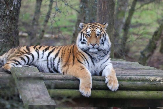 Tiger cub at Highland Wildlife Park