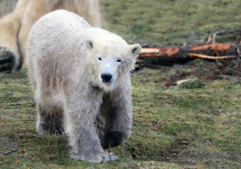 Polar bear at the Highland Wildlife Park.