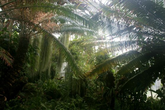 Fern house at Edinburgh Botanics