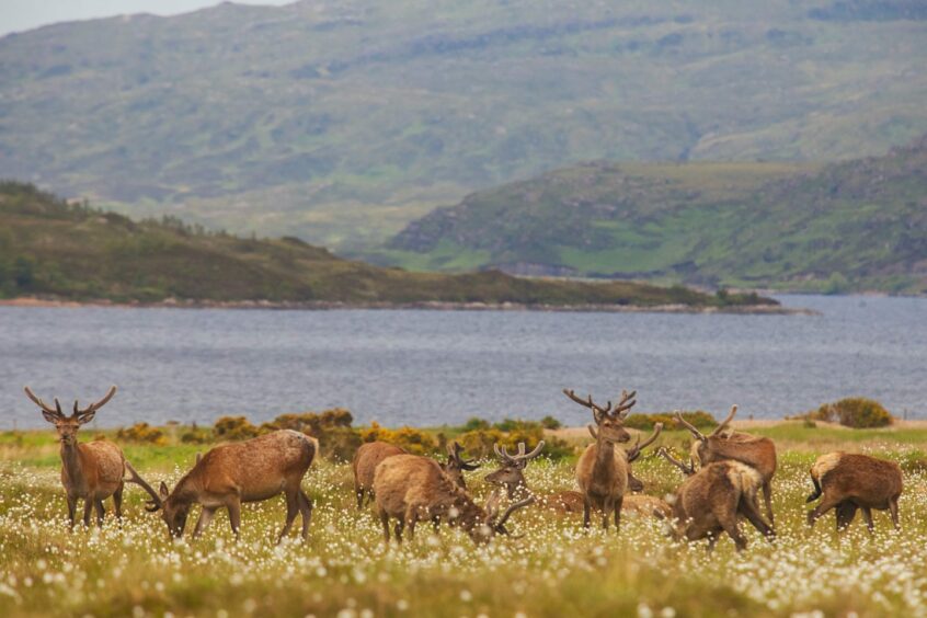 Deer woods at Highland Wildlife Park