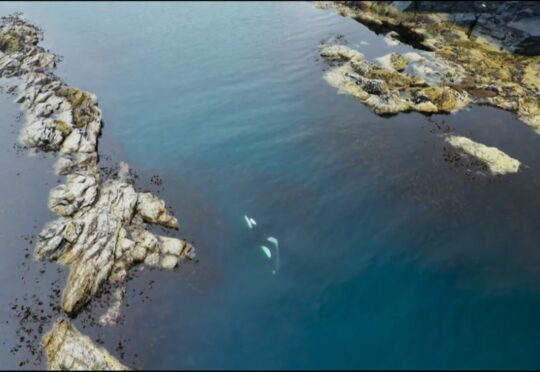 An orca swims on its side to stop a seal scanning the waves from being warned by its dorsal fin during the hunt off Shetland that features in BBC’s Wild Isles.