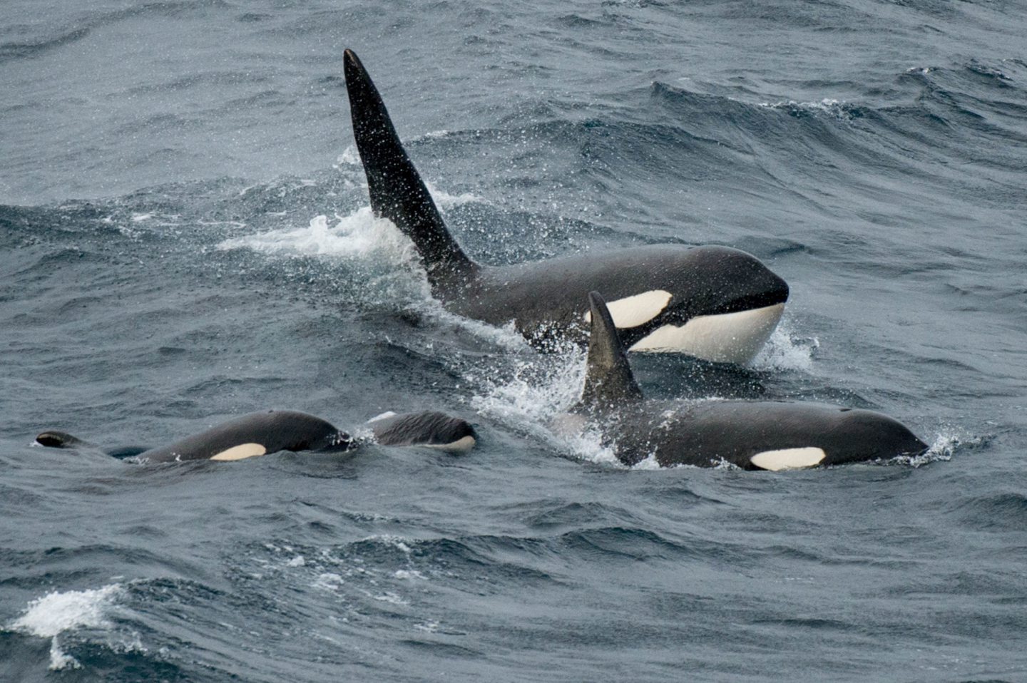 Extict Orca And then there were two: Fears for Scotland’s at-risk orca pod destined ...