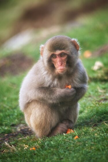 A Japanese Macaque, one of the Highland Wildlife Park animals