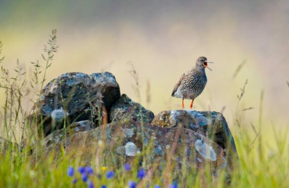 A redshank sings out a warning to protect its machair territory