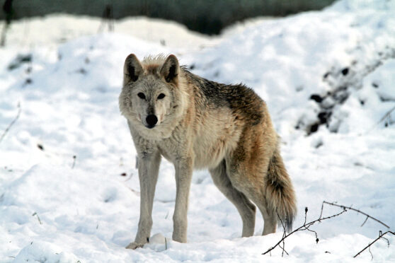 Wolf at Camperdown Wildlife Centre