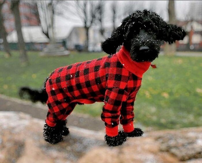 Mucki Mutz dog wearing luxury apparel.