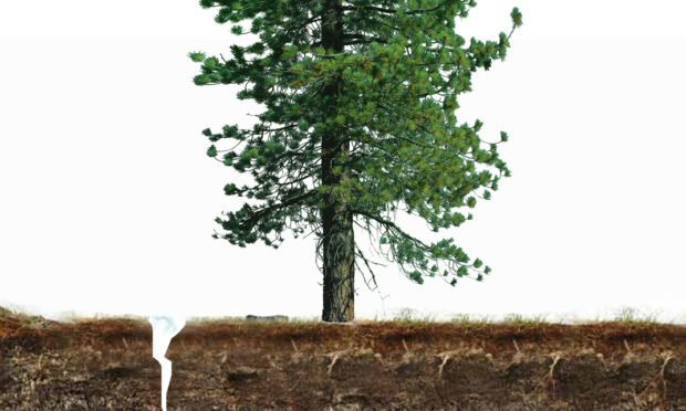 Scotland’s damp climate means peatland must be drained to prepare the planting of saplings. Excess water is flushed away using networks of ditches. When the peatland is disturbed, CO2 escapes into environment, turning local rivers acidic