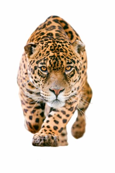 A wild jaguar