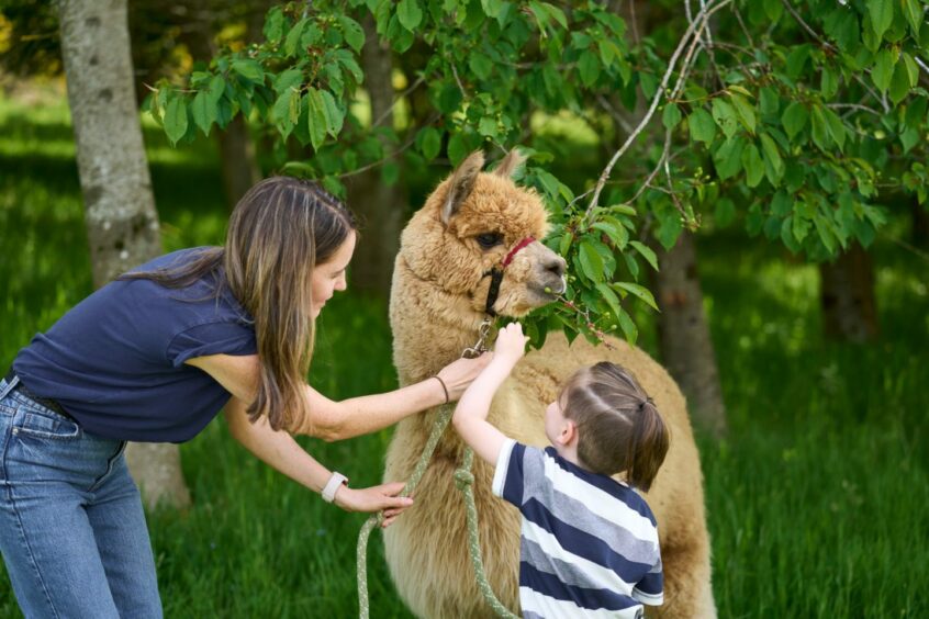 Mother and son petting llama.
