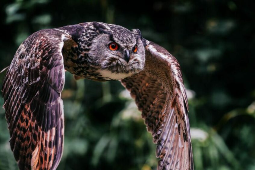 An owl taking flight.