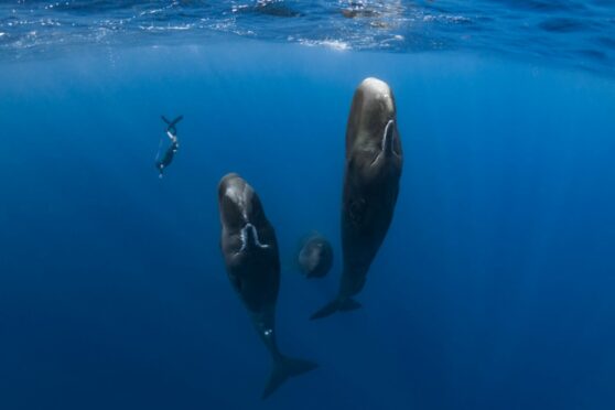 A still from Patrick and the Whale, one of the films showing at the festival.