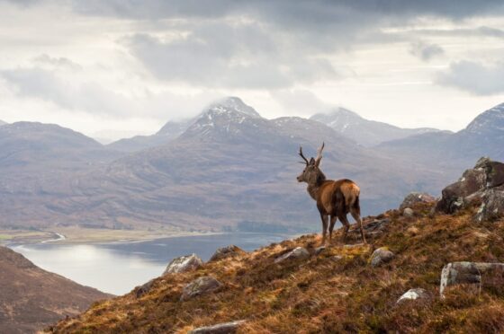 Stag on Scottish hillside overlooking a loch.