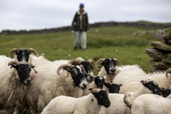 Blackface sheep.