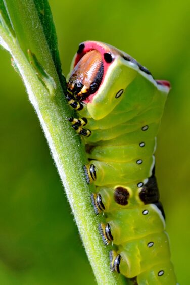 A caterpillar close-up.