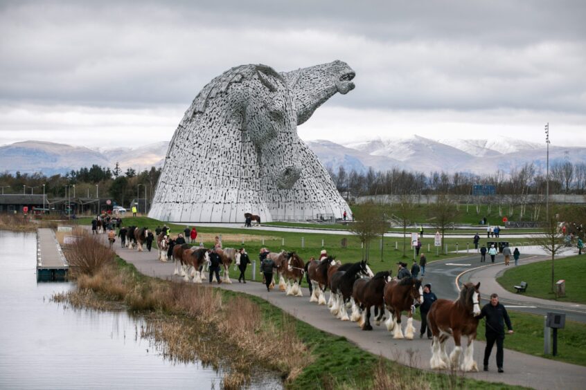 Clydesdale horses paraded at The Kelpies.