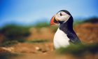 A puffin seen in the nature documentary Wild Isles.