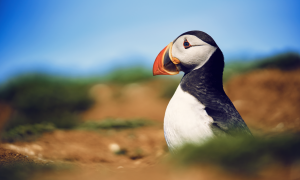 A puffin seen in the nature documentary Wild Isles.