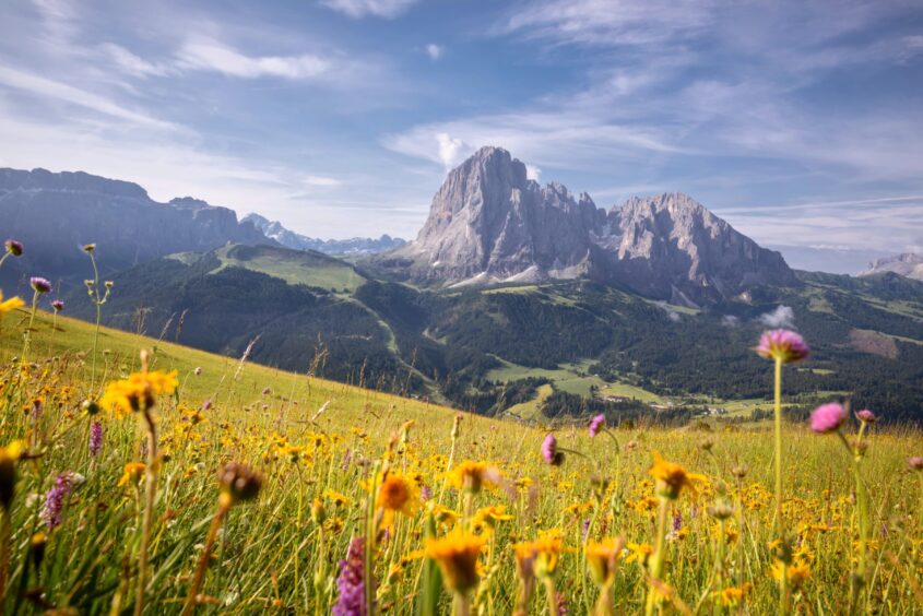 Towering mountains above the beautiful grassy plain.