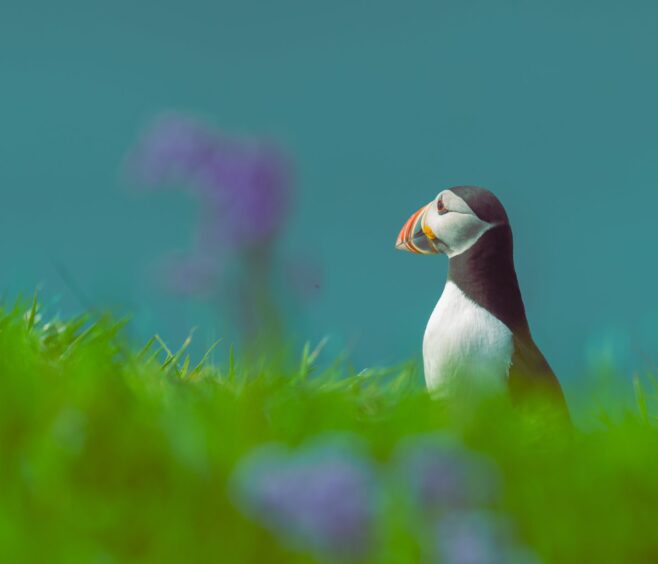 A puffin on Lunga.