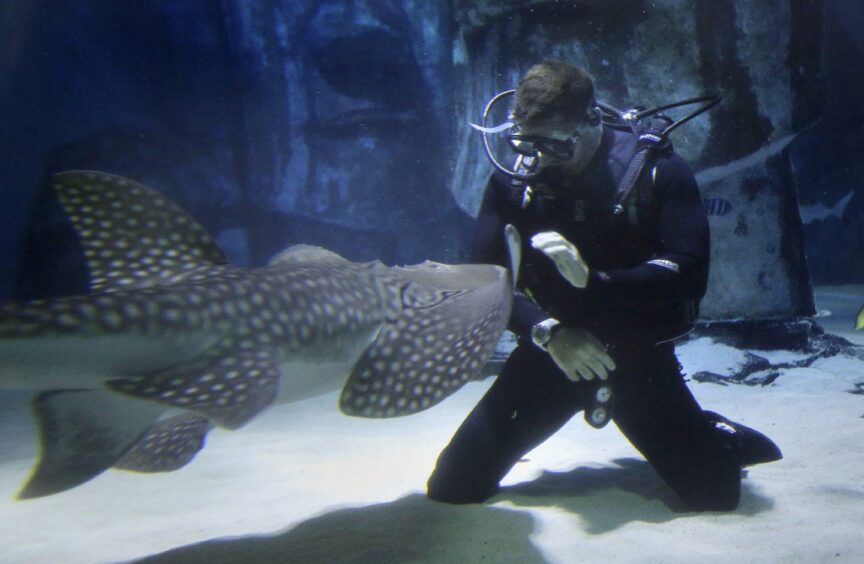 Sea Life, London Aquarium.