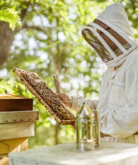 Bees busy at work creating the next crop of honey.