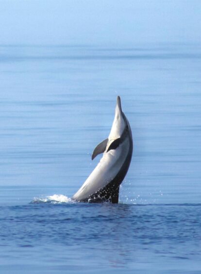 A dolphin leaps out of the turquoise waters.