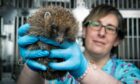 Nadia Al-Dujaili runs The Forth Hedgehog Hospital.