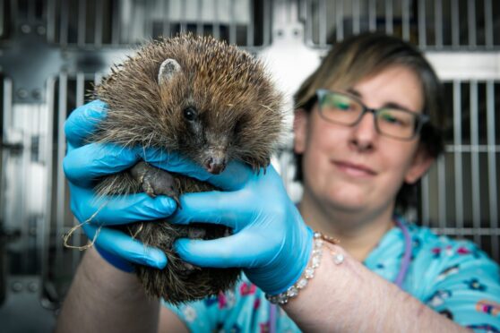 Nadia Al-Dujaili runs The Forth Hedgehog Hospital.