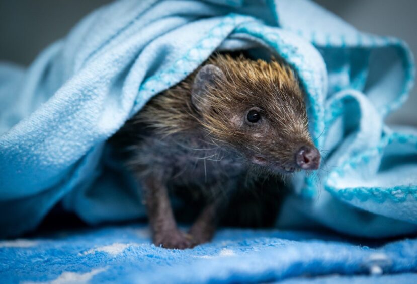 A little hedgehog being nursed back to health at the hospital.