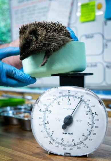 Six week old baby hedgehog, Gwen Stacey, being weighed on the scales.