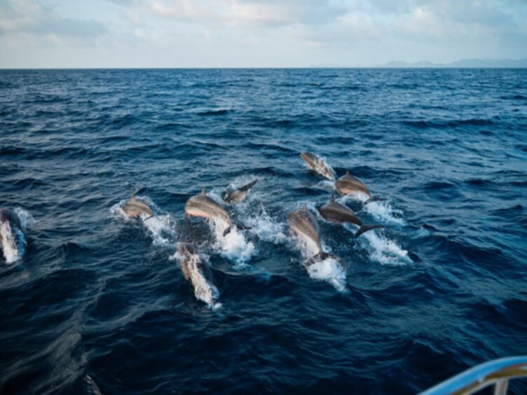 Dolphins splash in the deep blue waters.