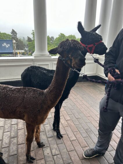 A chance to meet the adorable alpacas.