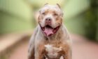 XL Bullies were added to the dangerous dogs list after the government passed new legislation following a spate of attacks.