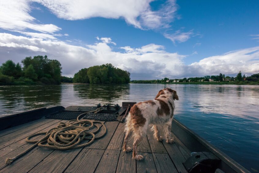 Captain Eric’s trusty dog on board The Jacques.