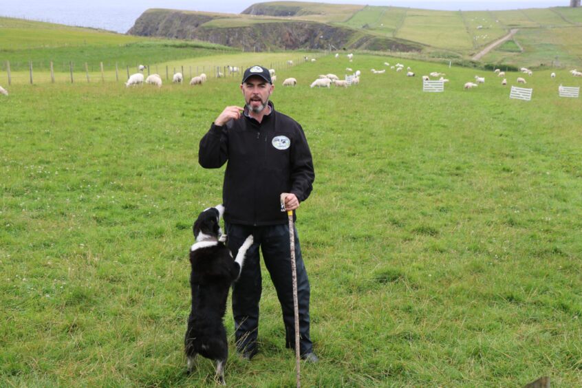 Fj and Lucy put on an amazing sheep-dog demonstration in Killybegs.