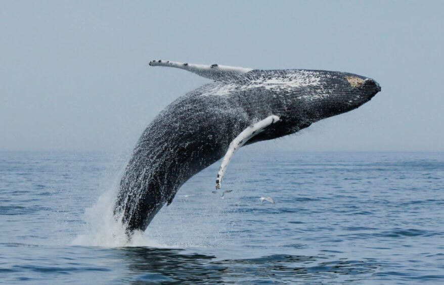 A whale breaches the water.