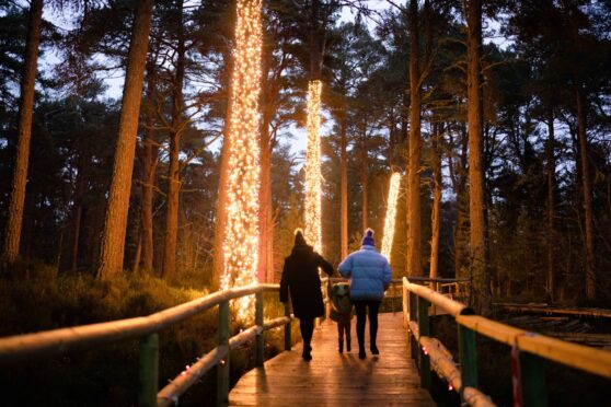 Twi-lights at Landmark Forest Adventure Park.