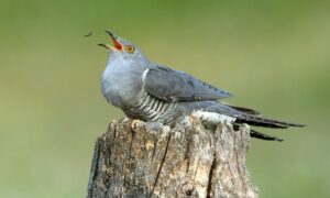 The cuckoo receives bad press due to its parasitic behaviour.