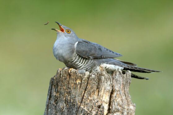 The cuckoo receives bad press due to its parasitic behaviour.